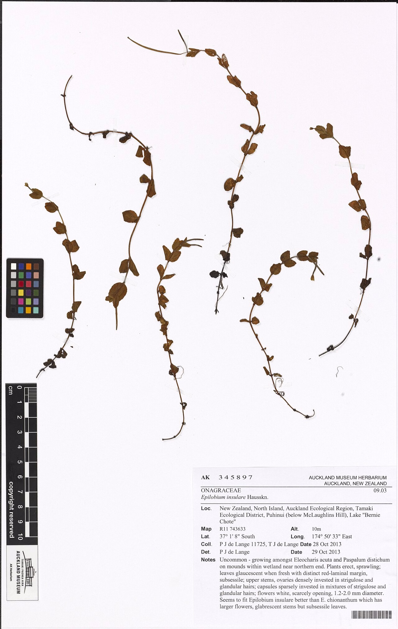 Epilobium insulare (Epilobium insulare)