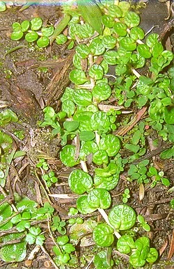 Bronzy Willowherb (Epilobium komarovianum) hero image
