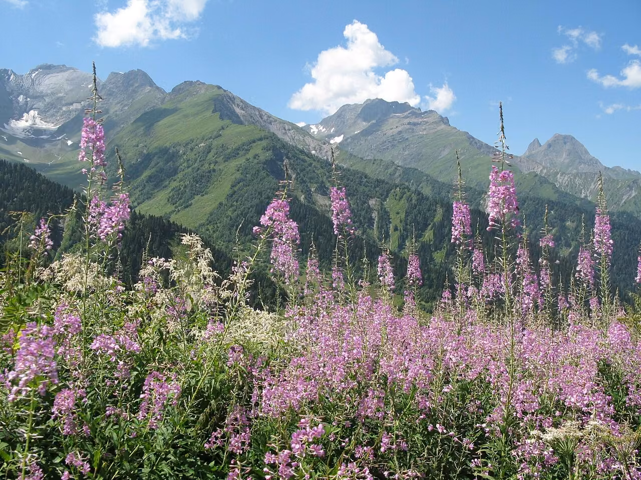 Epilobium microphyllum (Epilobium microphyllum)