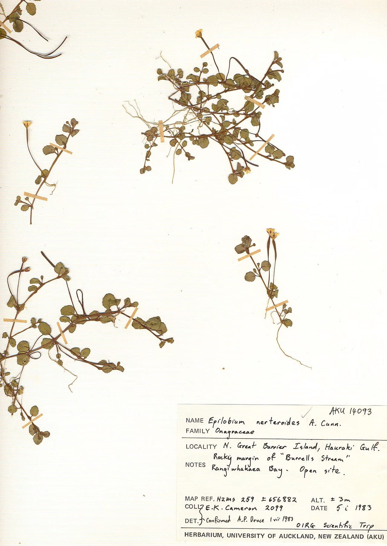 Epilobium nerteroides (Epilobium nerteroides) hero image