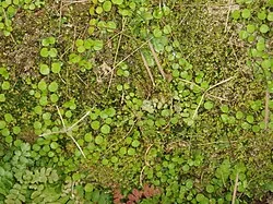Epilobium nummulariifolium