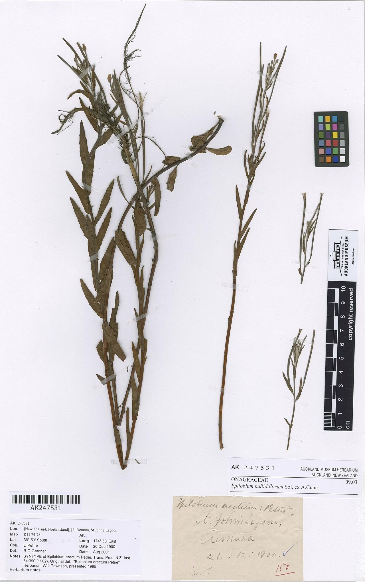 Epilobium pallidiflorum (Epilobium pallidiflorum)