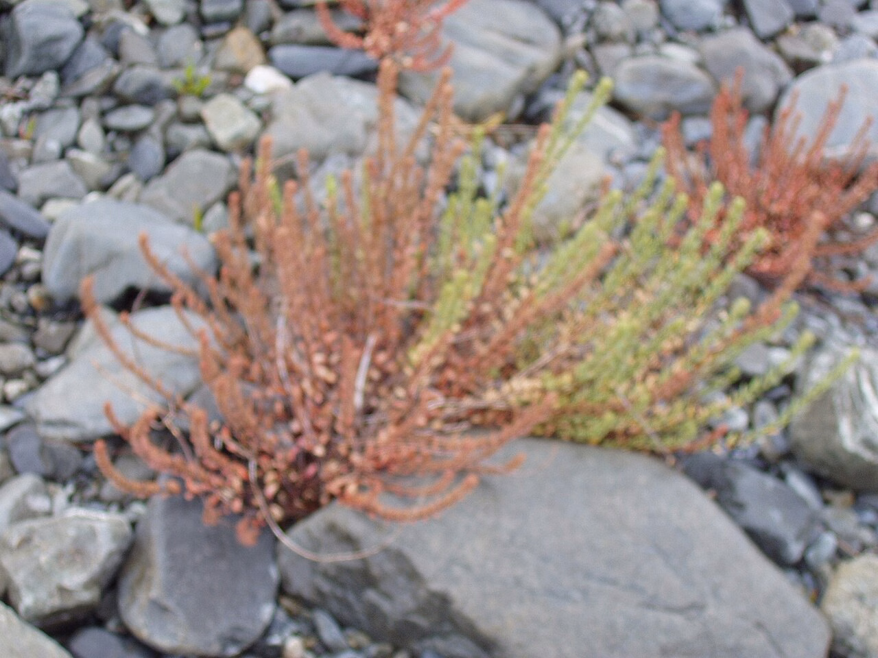 Epilobium rostratum (Epilobium rostratum) hero image