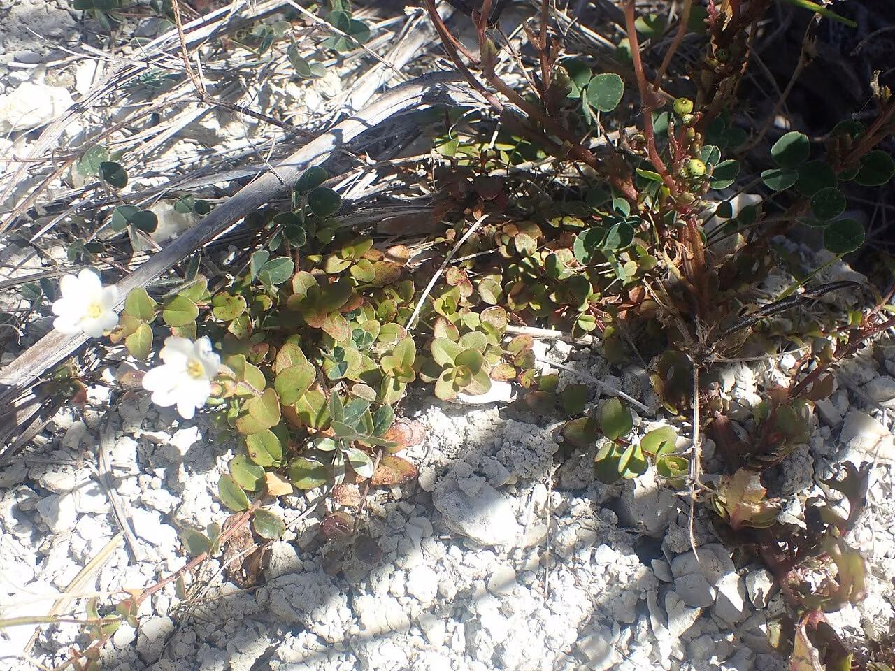 Epilobium wilsonii (Epilobium wilsonii)