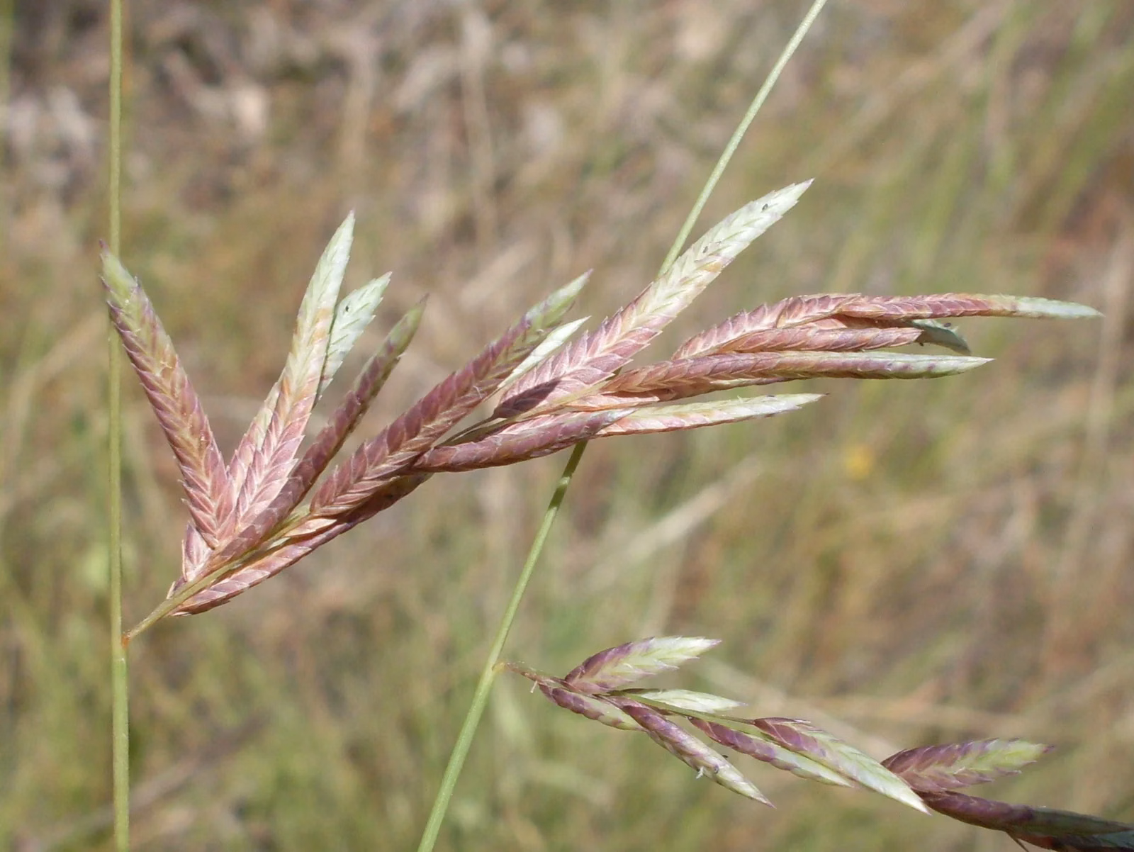 Eragrostis Brownii Native Plant (Eragrostis brownii)