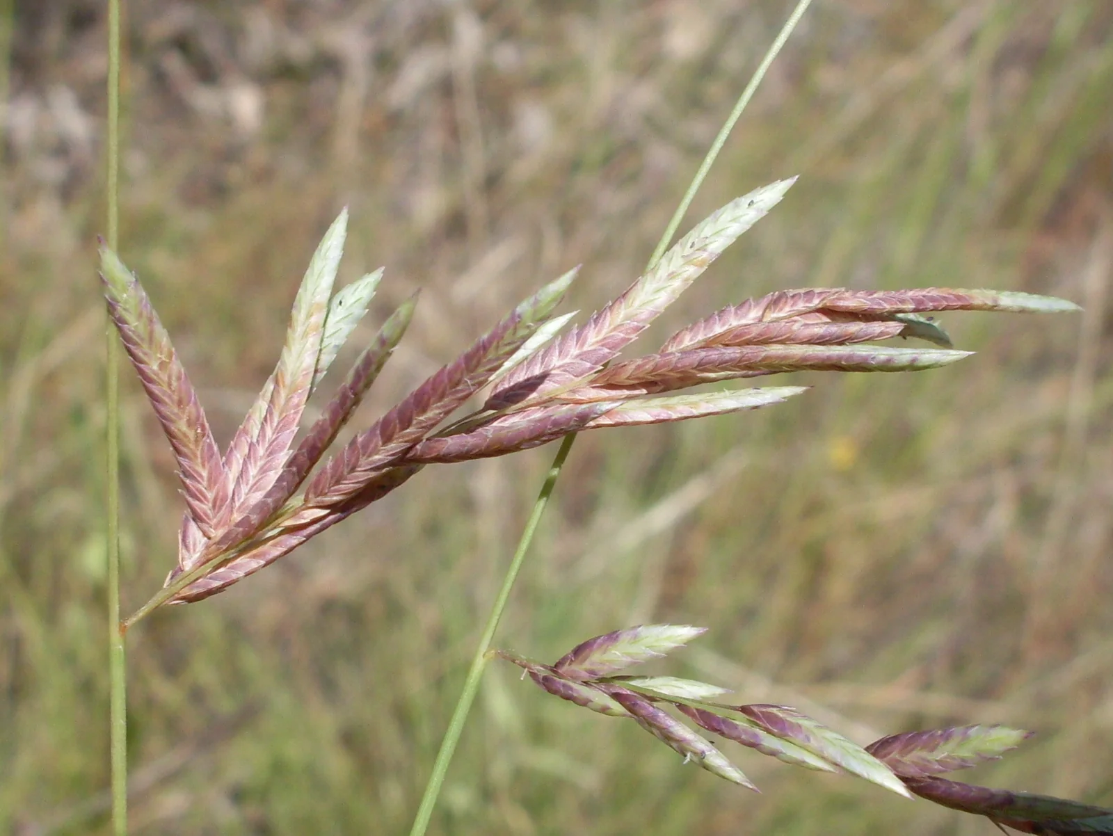Eragrostis Brownii Native Plant (Eragrostis brownii)
