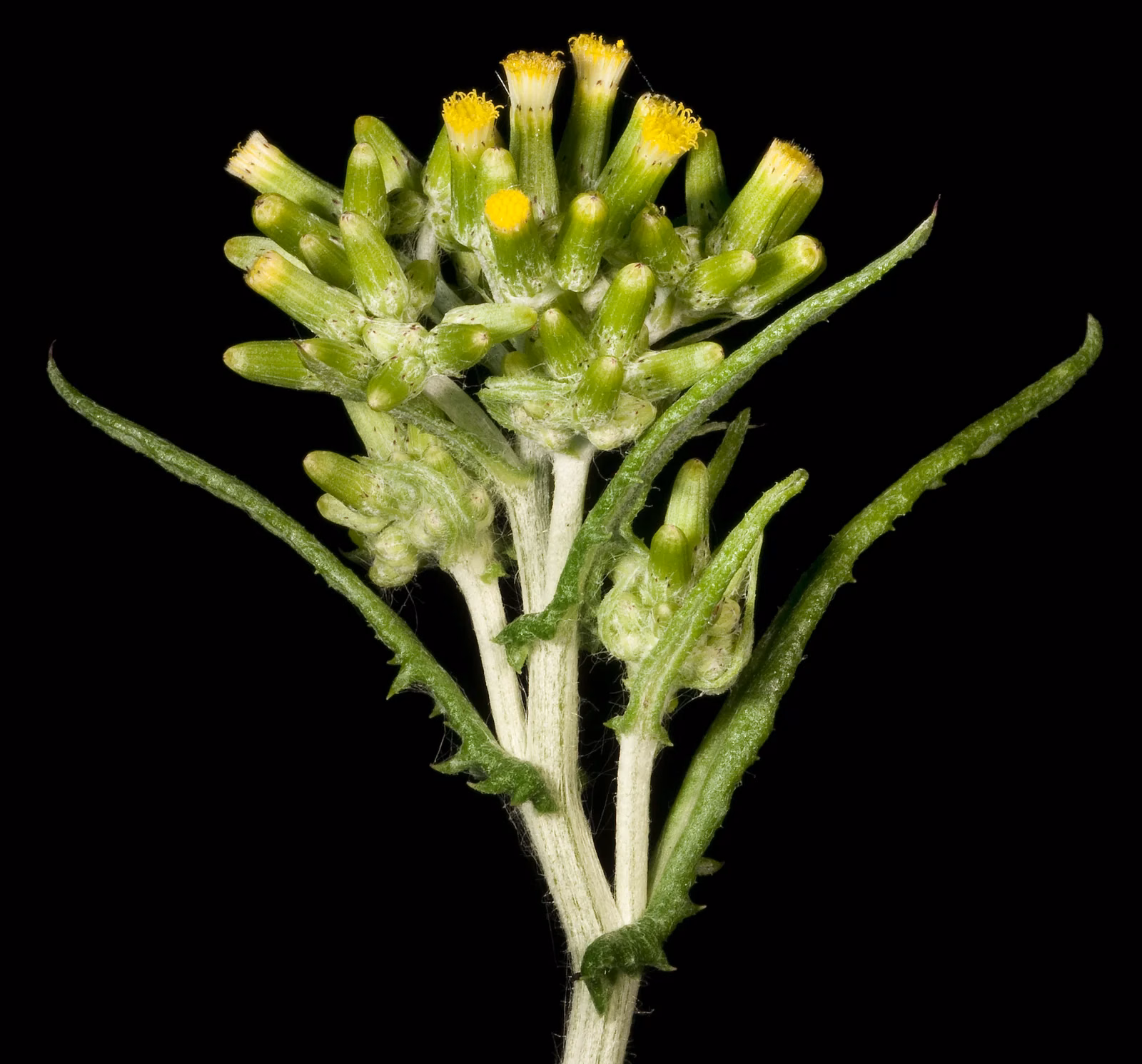 Erechtites Glomeratus Native Plant (Erechtites glomeratus)
