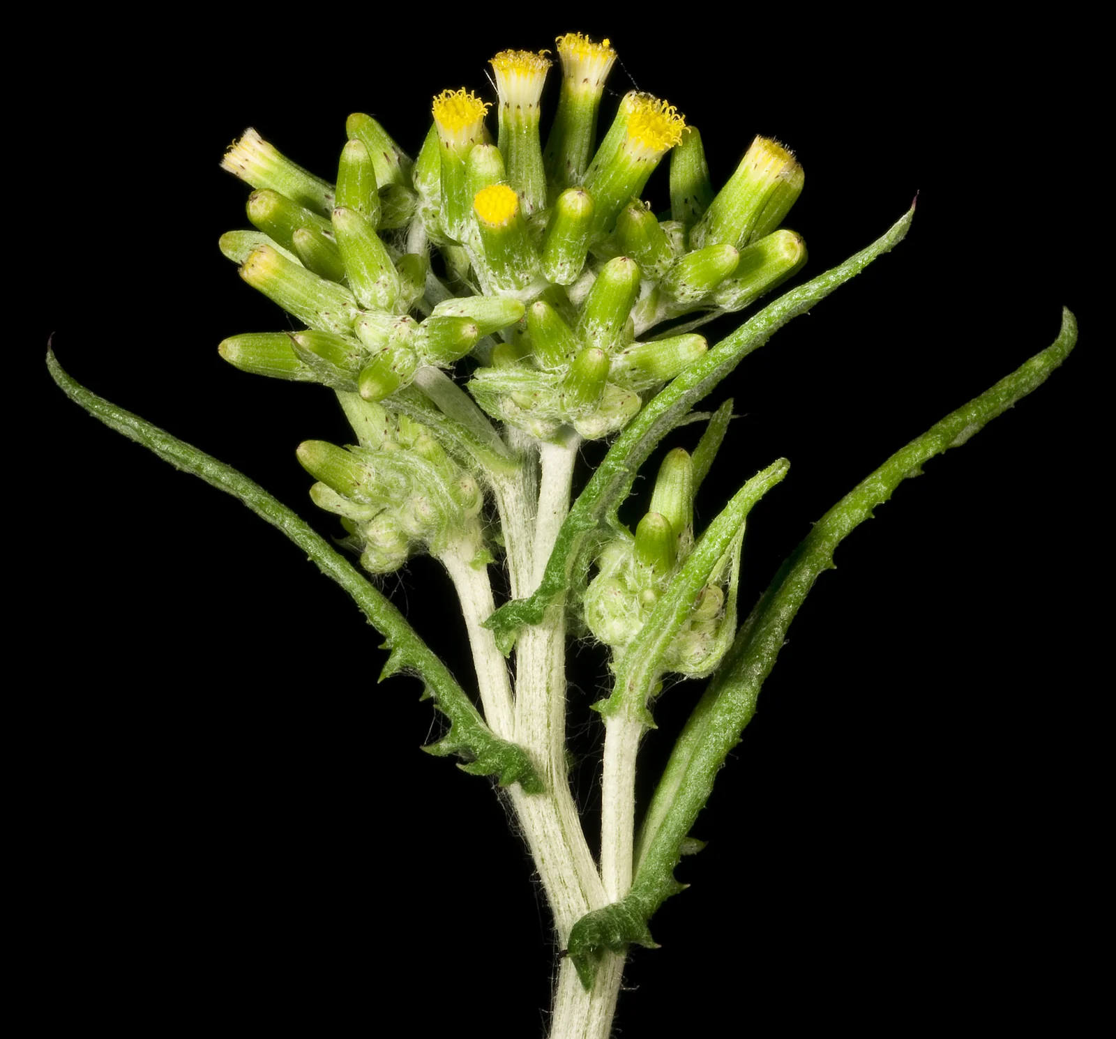 Erechtites Glomeratus Native Plant (Erechtites glomeratus)