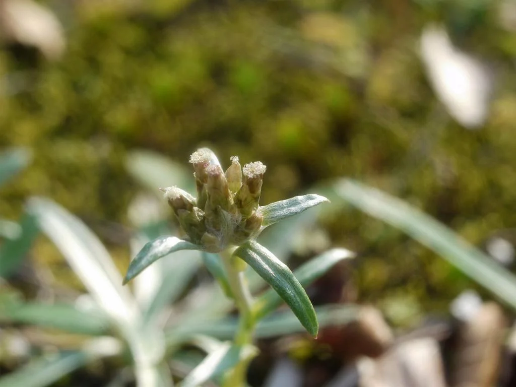 Euchiton Japonicus Native Plant (Euchiton japonicus)