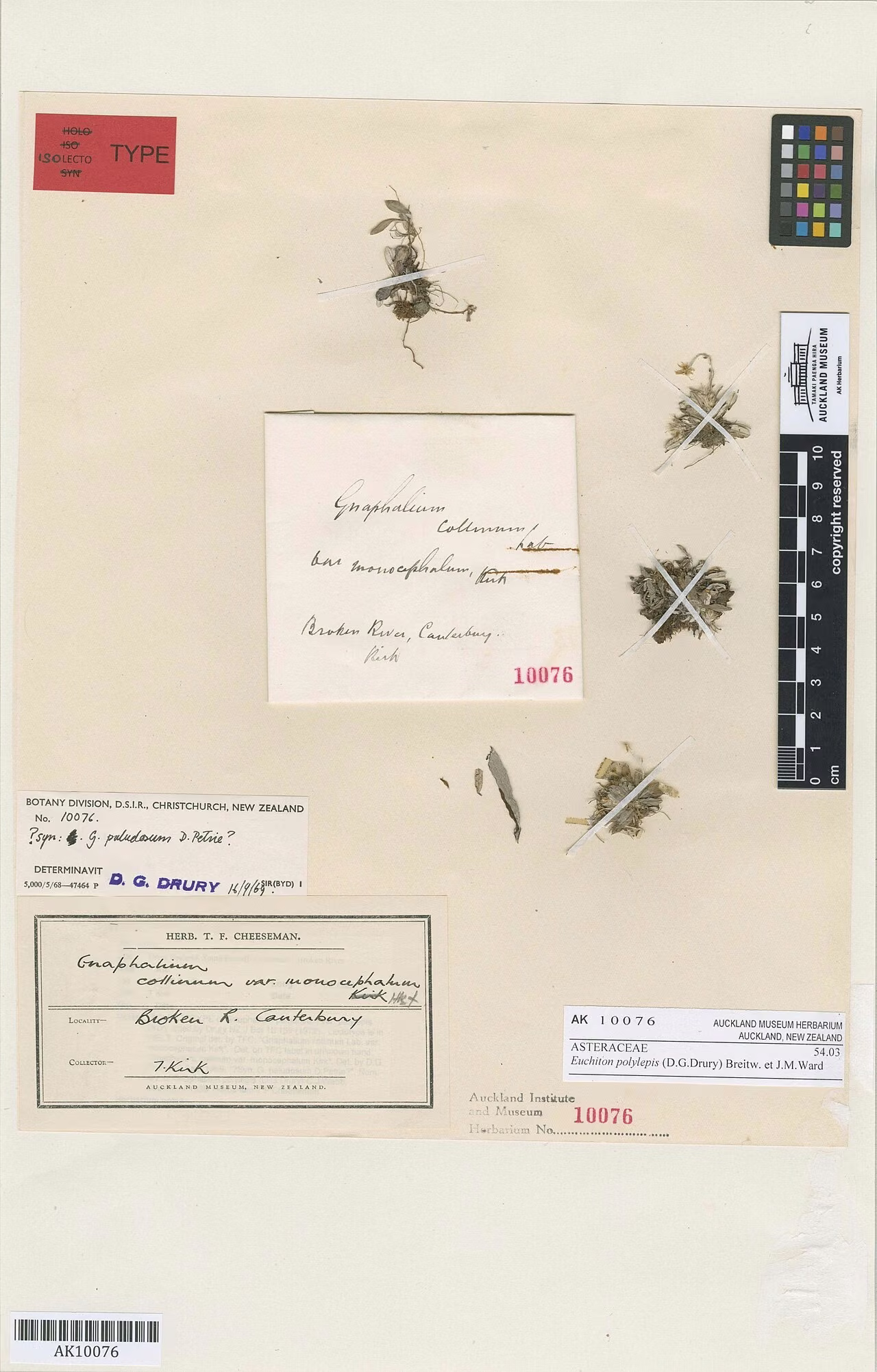 Euchiton polylepis (Euchiton polylepis)