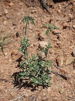 Star Cudweed (Euchiton sphaericus) hero image