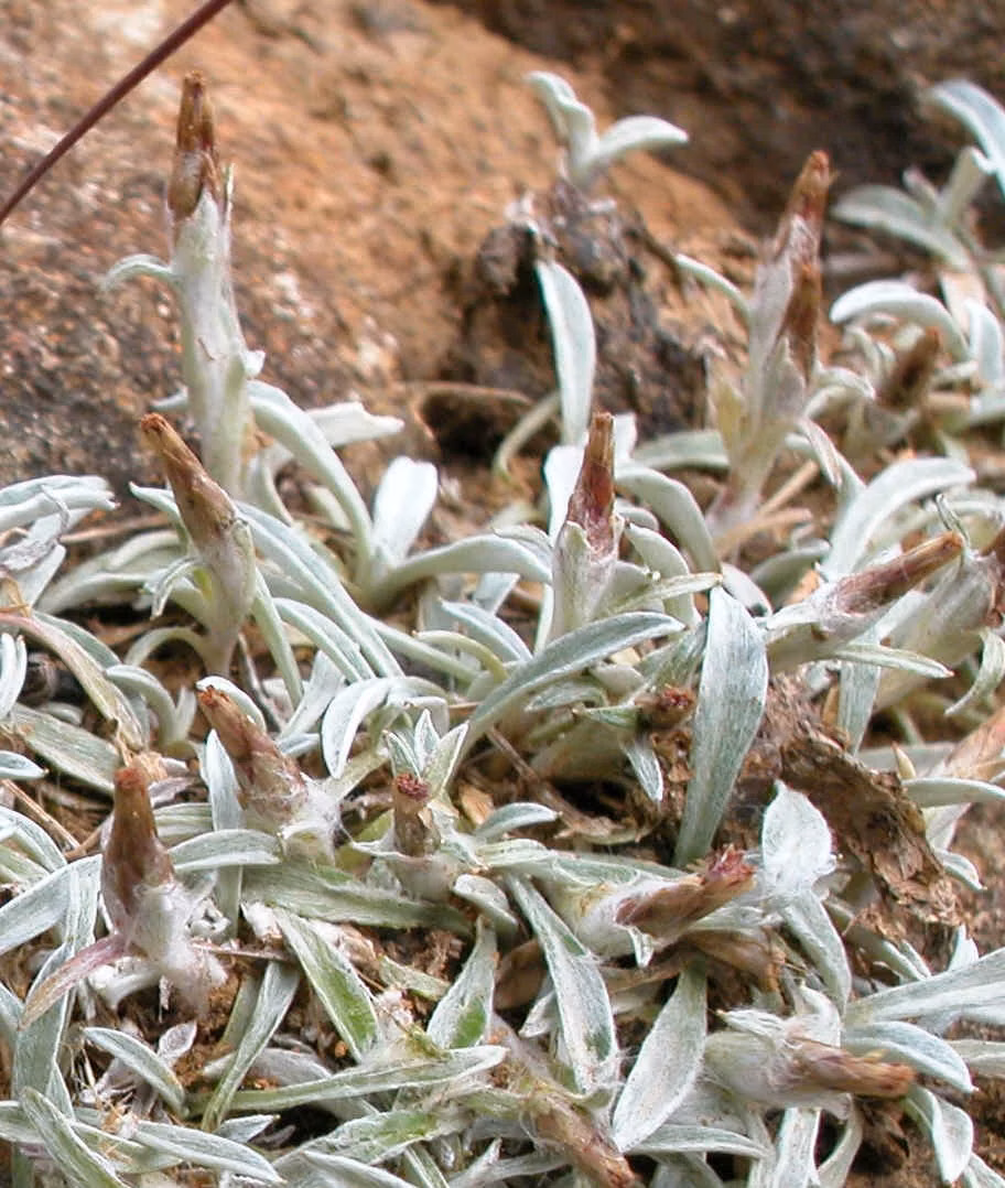 Euchiton Traversii Native Plant (Euchiton traversii)