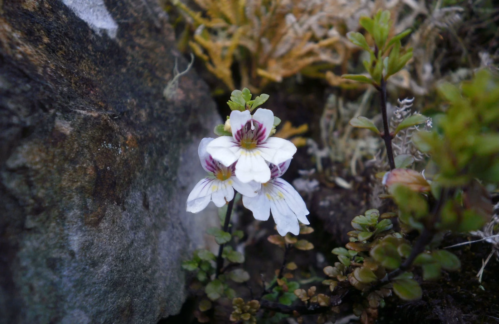 Euphrasia Cuneata Native Plant (Euphrasia cuneata)