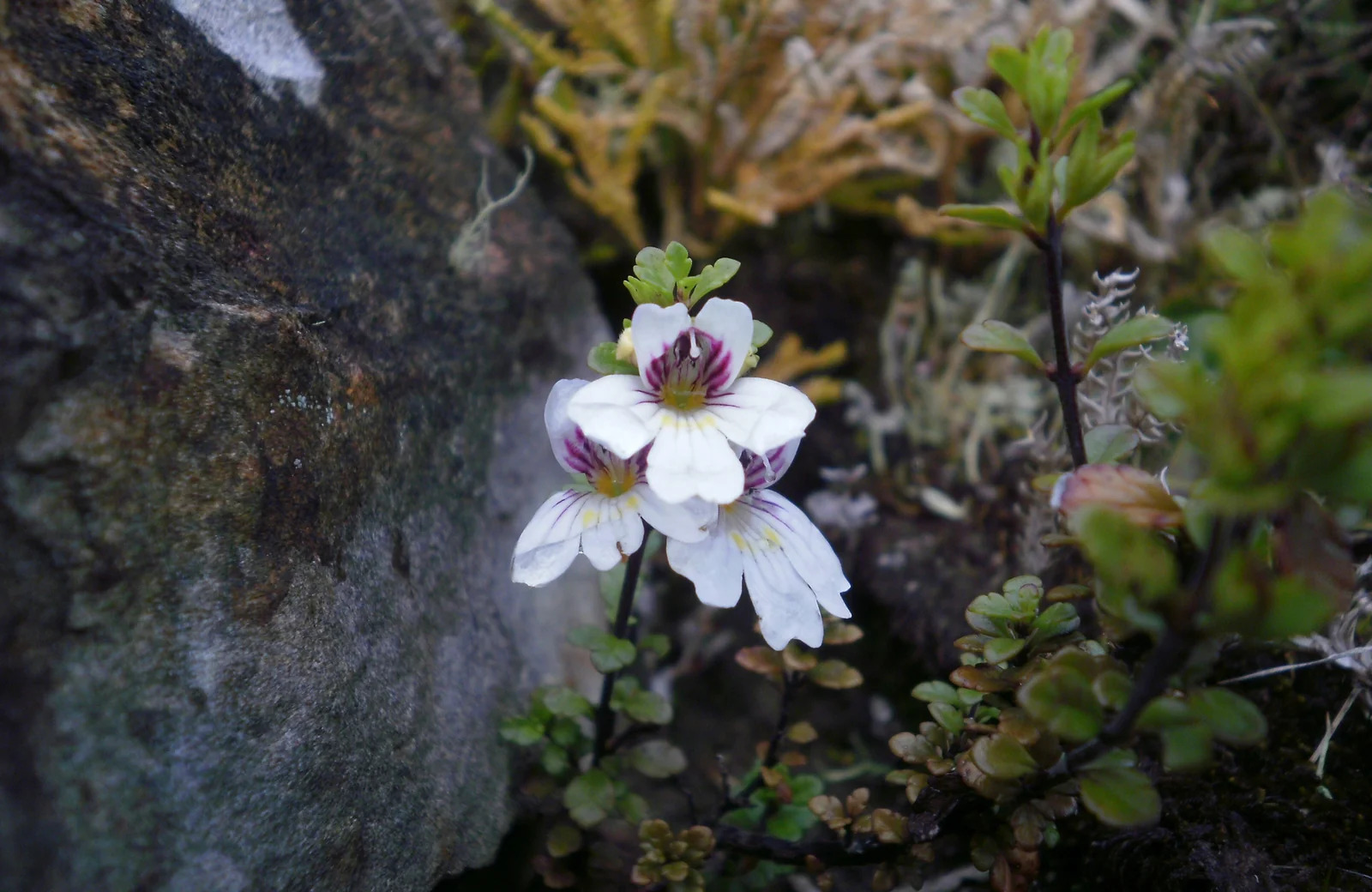 Euphrasia Cuneata Native Plant (Euphrasia cuneata)