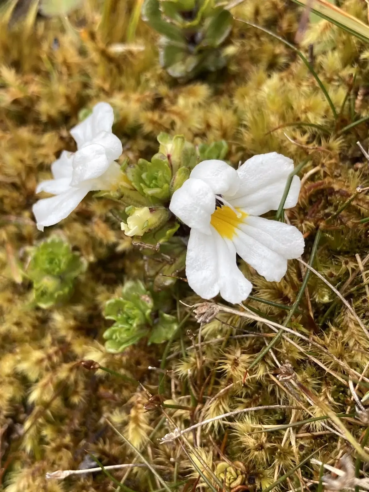 Euphrasia Revoluta Native Plant (Euphrasia revoluta)