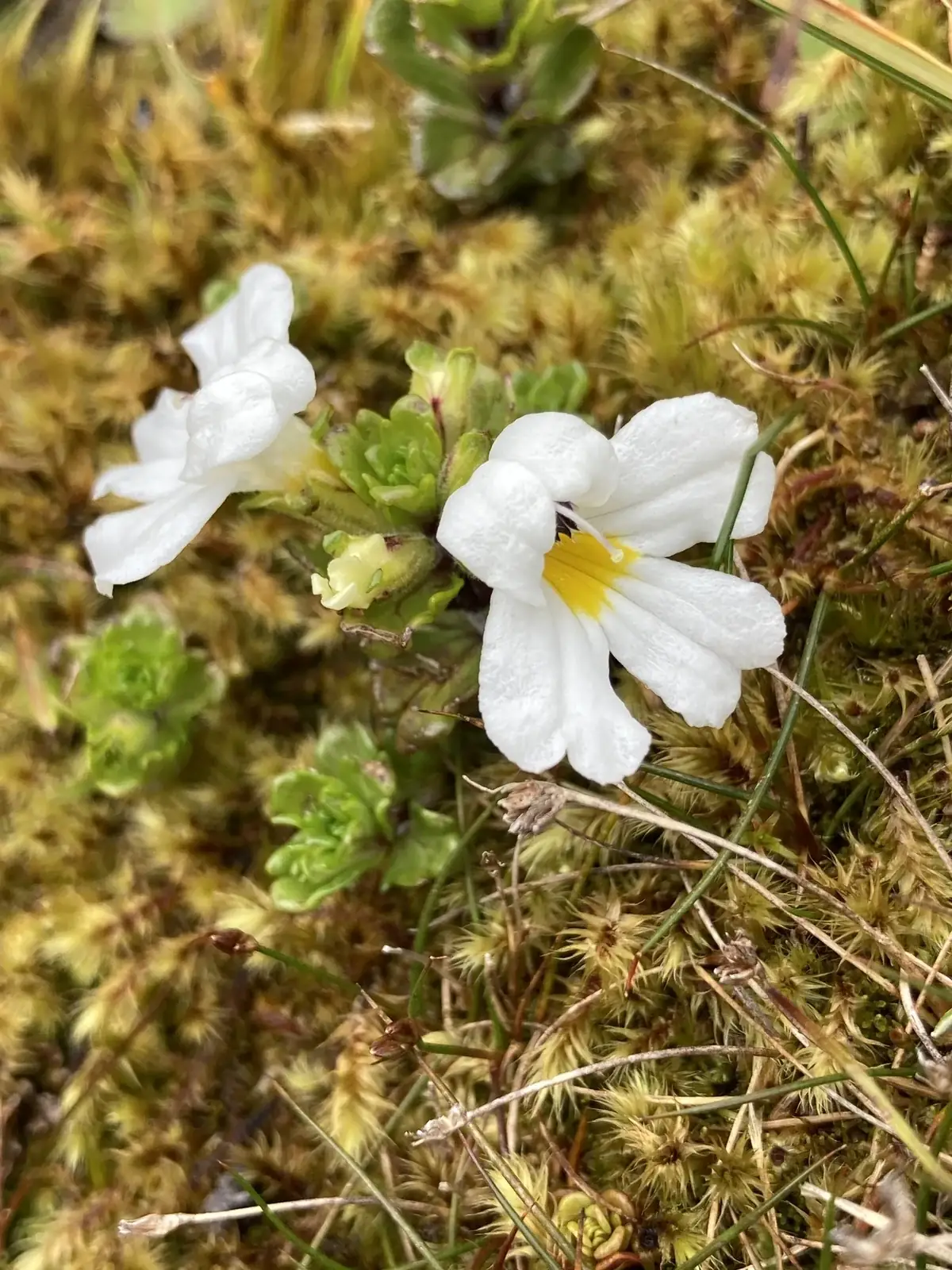 Euphrasia Revoluta Native Plant (Euphrasia revoluta)