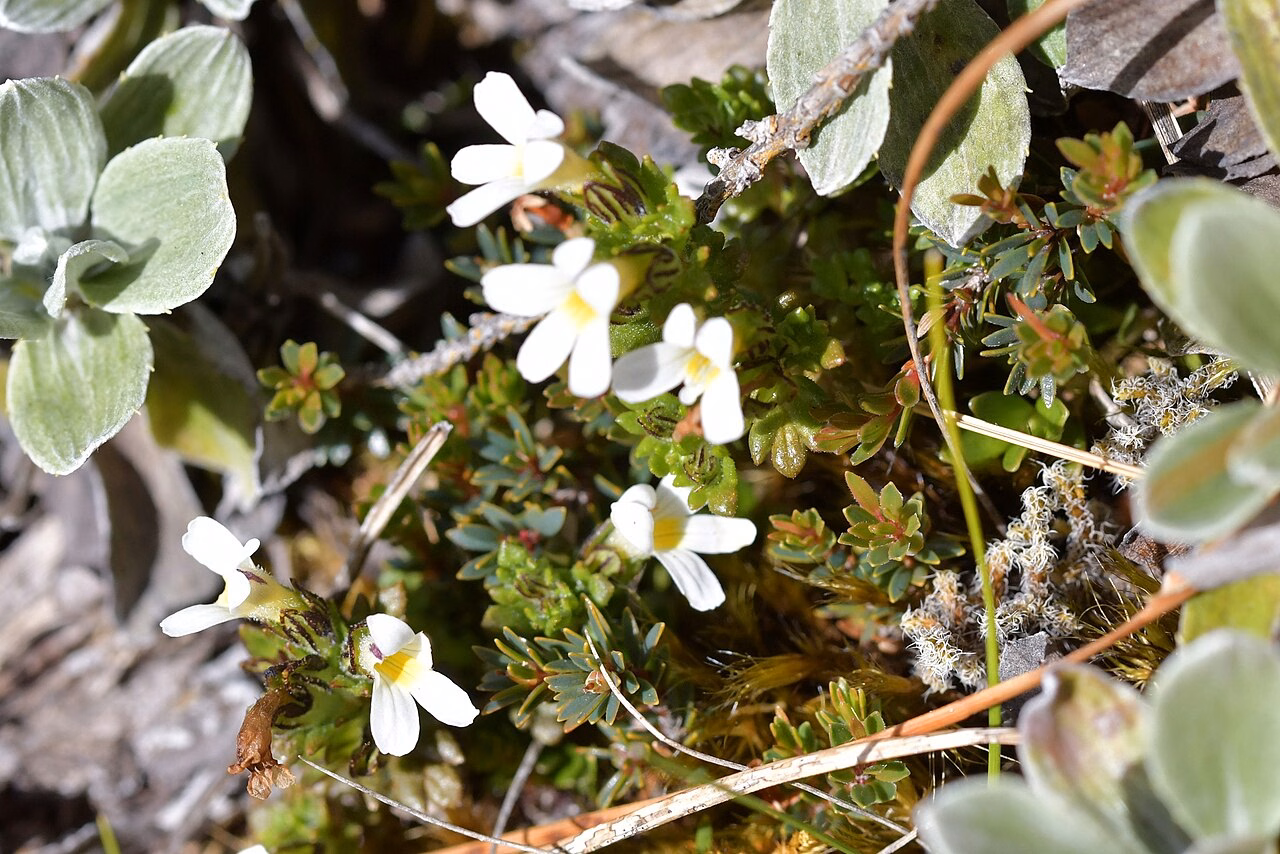 Euphrasia zelandica (Euphrasia zelandica)