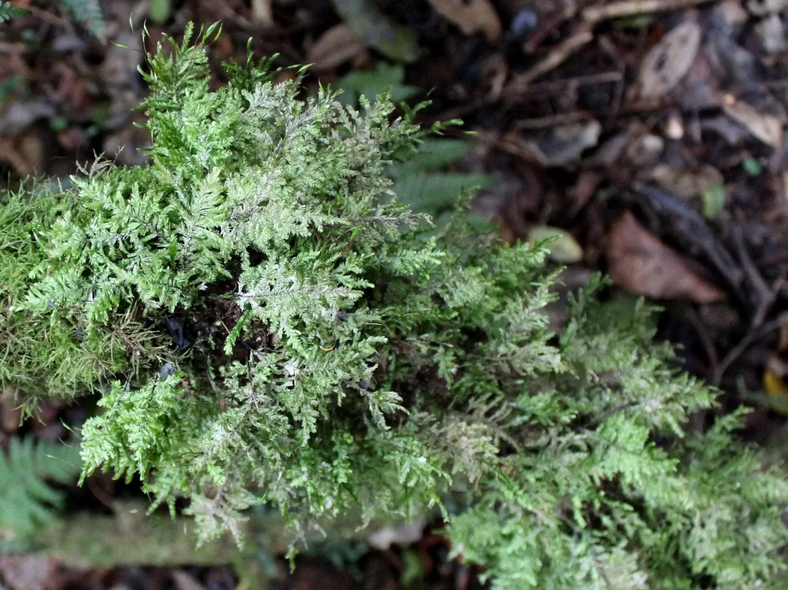 Eurhynchium Praelongum Native Plant (Eurhynchium praelongum)