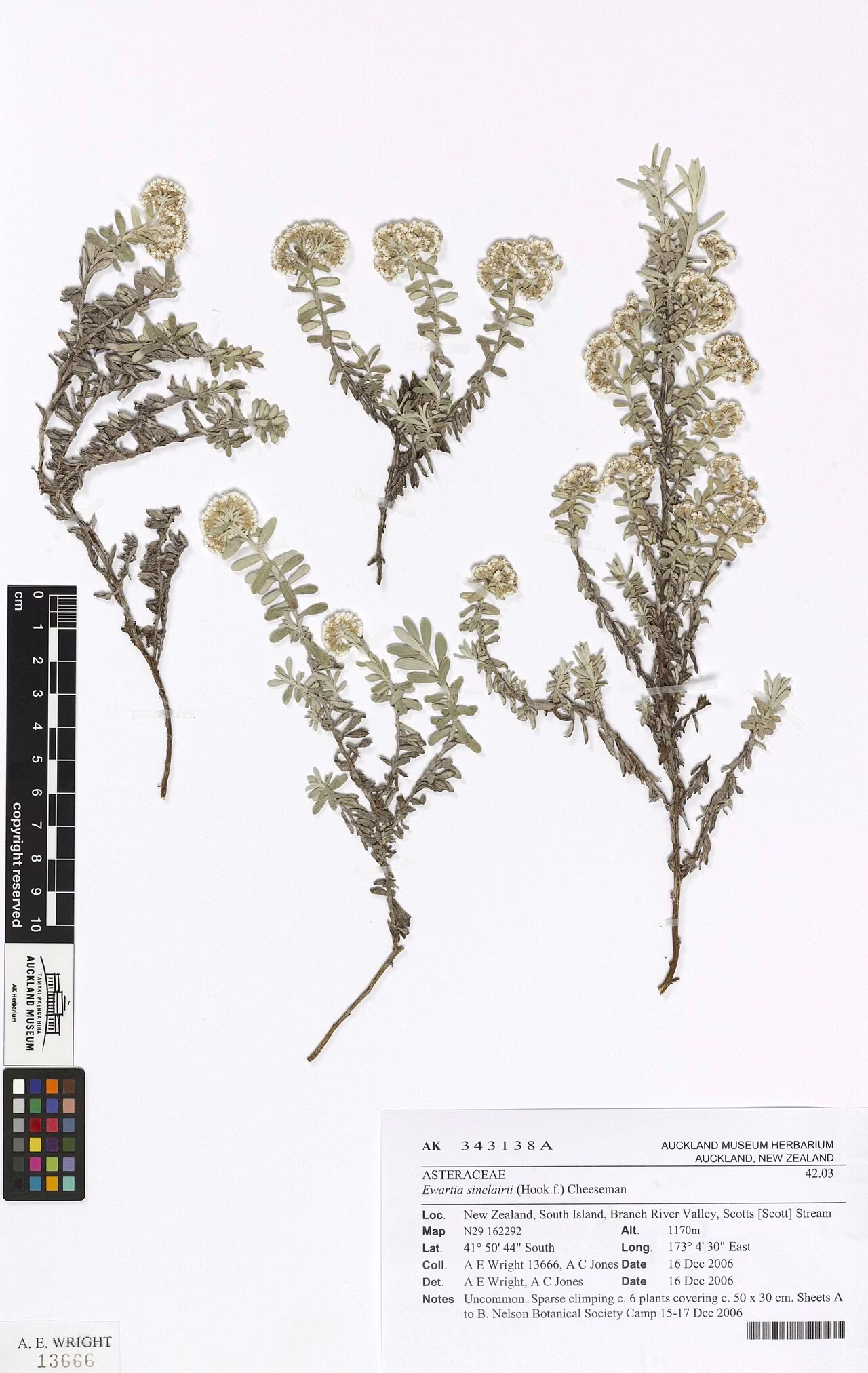 Ewartiothamnus sinclairii (Ewartiothamnus sinclairii) hero image