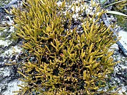 Dwarf Cherry (Exocarpos bidwillii) hero image