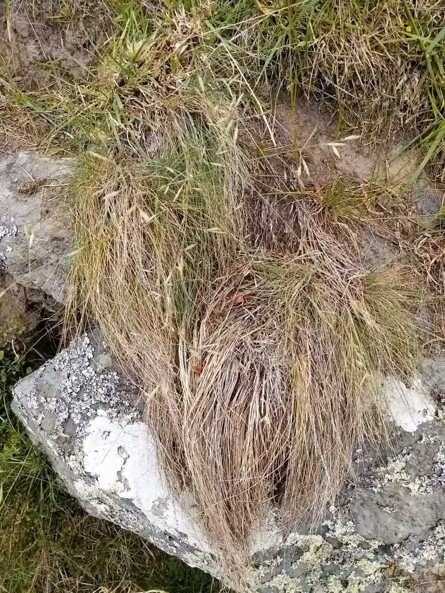 Banks Peninsula Fescue (Festuca actae)