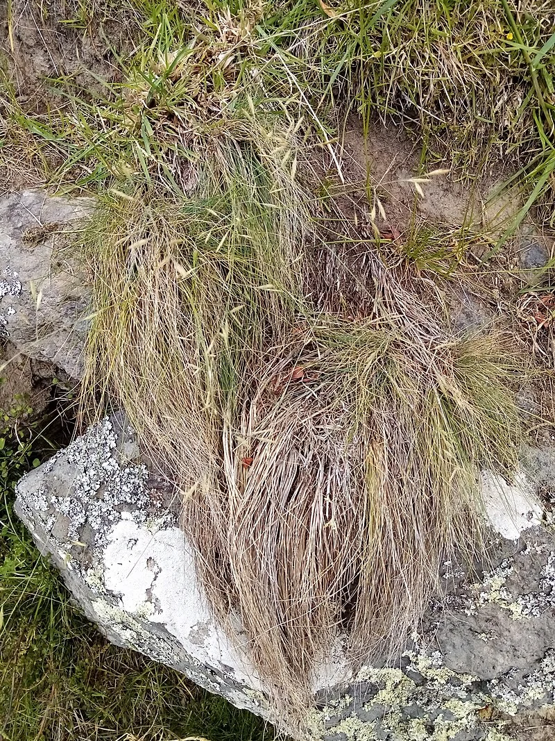 Festuca actae