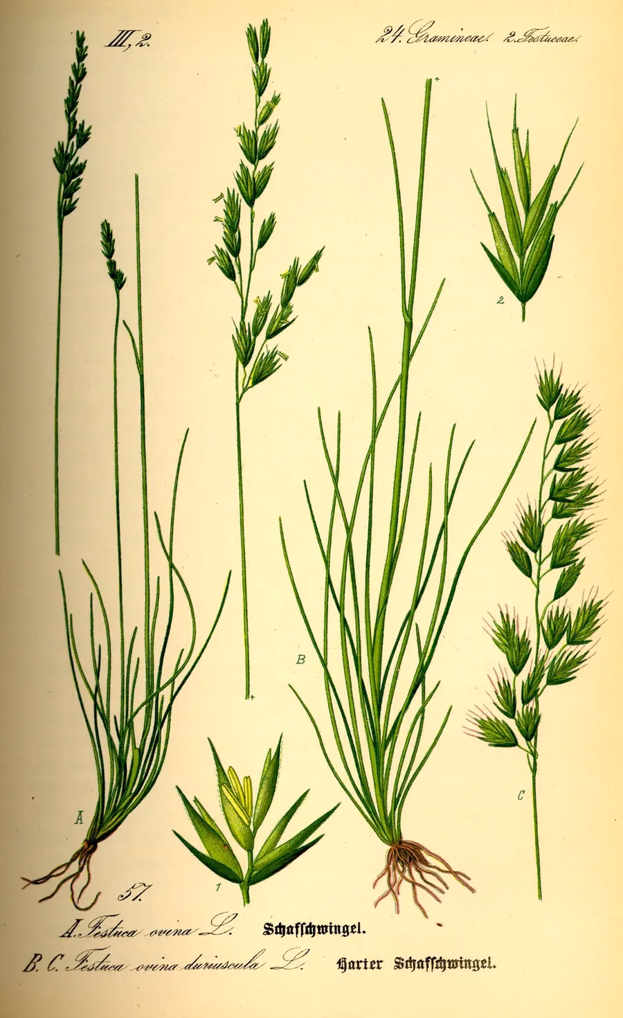 Cox's Fescue (Festuca coxii)