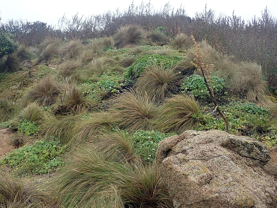 Festuca coxii hero image