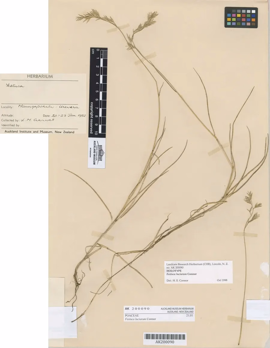 Festuca Luciarum Grass (Festuca luciarum)