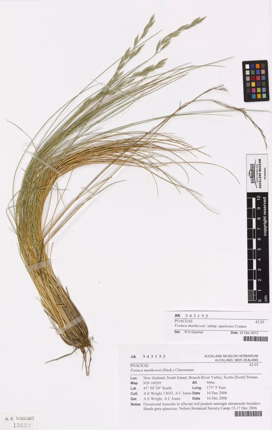 Festuca Matthewsii Grass (Festuca matthewsii)