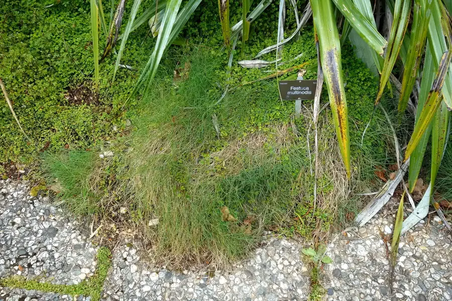 Creeping Fescue (Festuca multinodis)