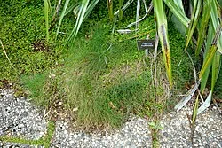 Creeping Fescue (Festuca multinodis) hero image