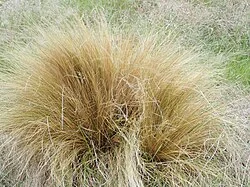 Hard Tussock (Festuca novae-zelandiae) showing its characteristic upright, tawny-colored tussock form and fine-leaved structure