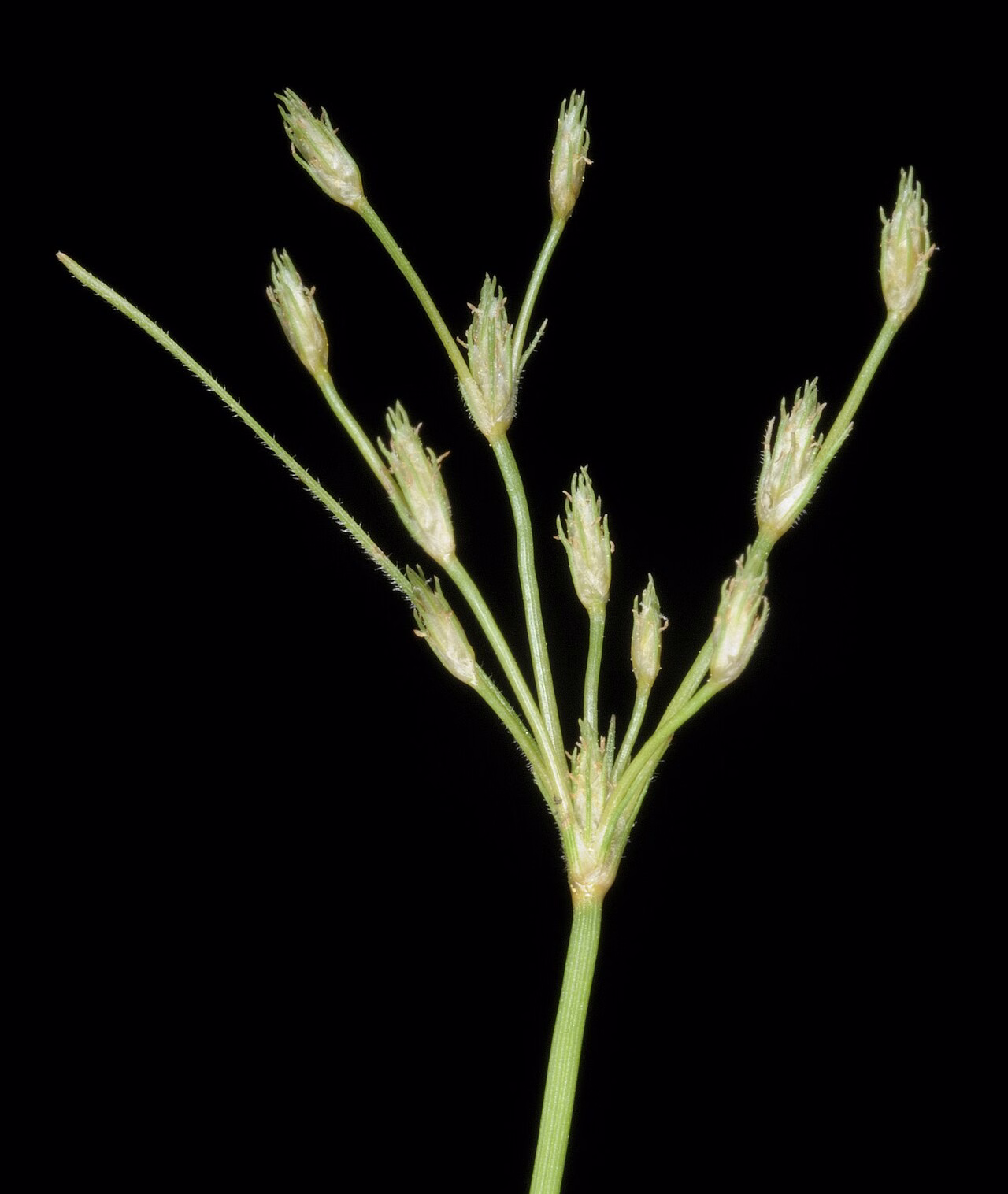 Fimbristylis velata (Fimbristylis velata)