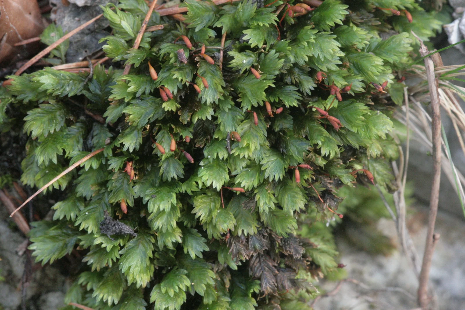 Fissidens Dubius Native Plant (Fissidens dubius)