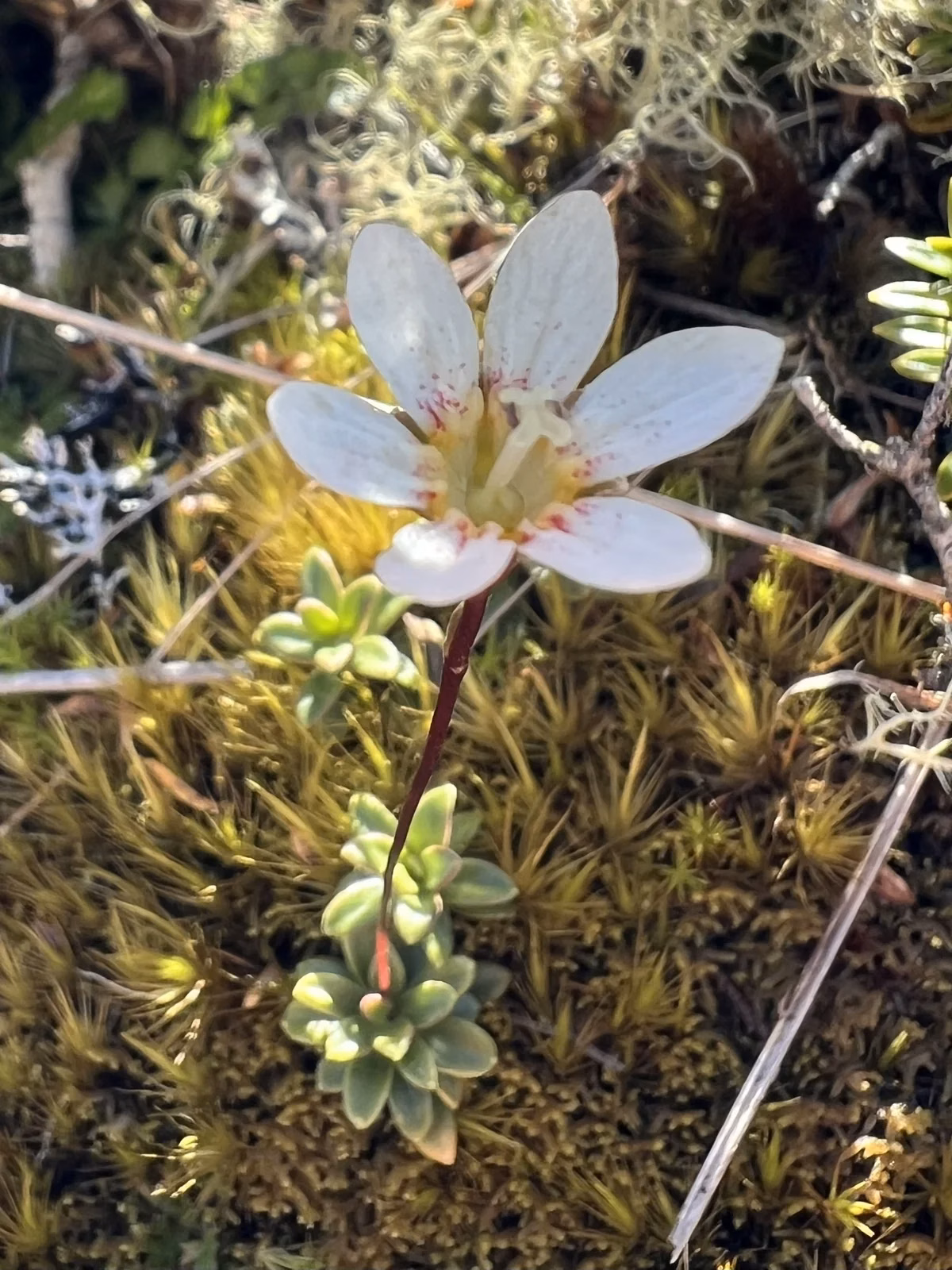 Forstera Tenella Native Plant (Forstera tenella)