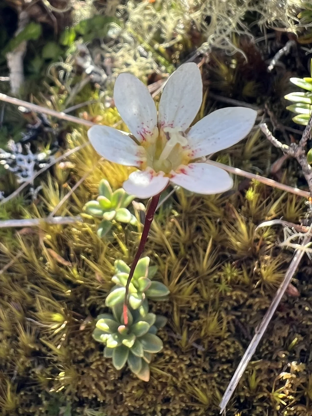 Forstera Tenella Native Plant (Forstera tenella)