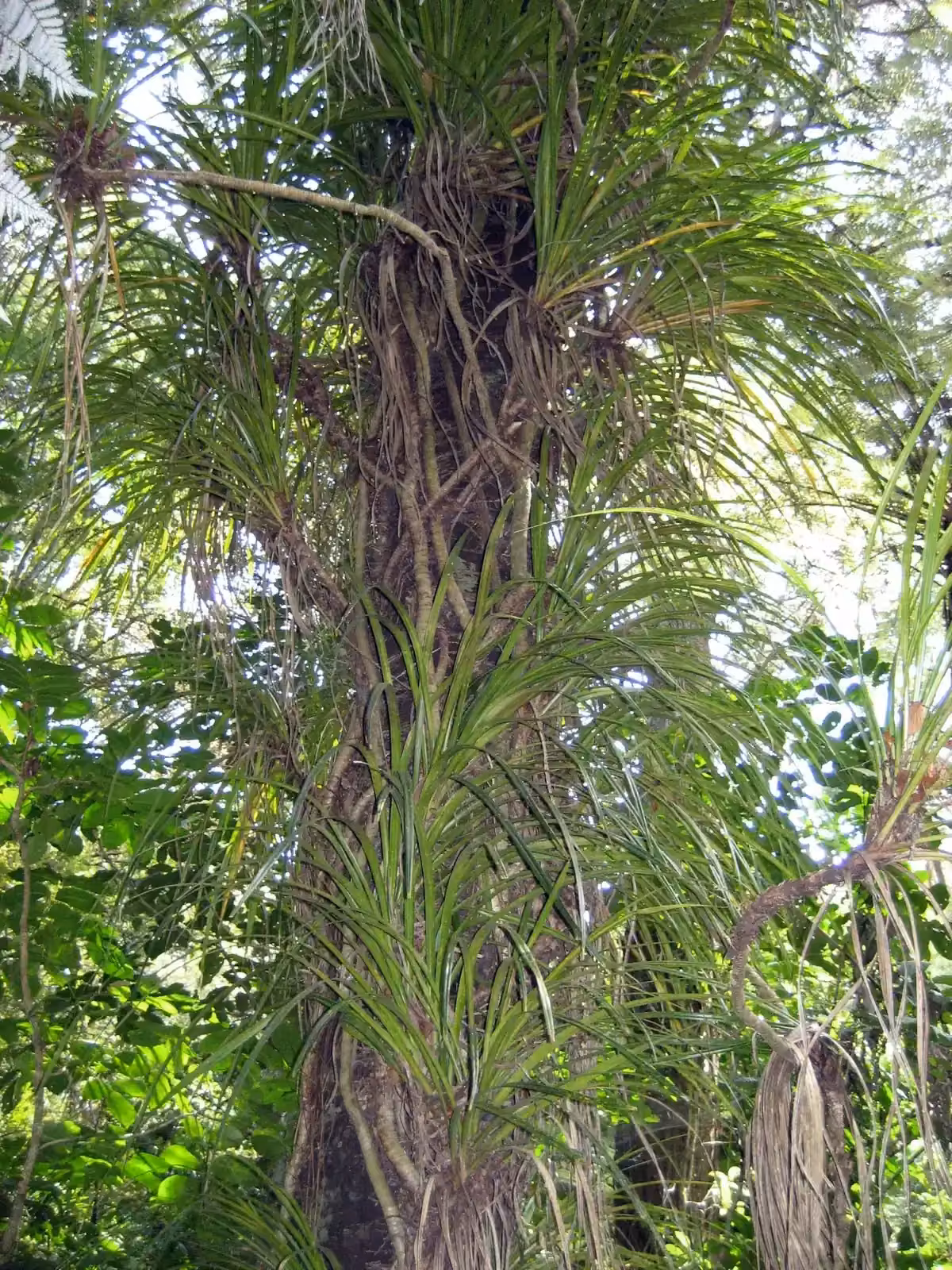 Kiekie (Freycinetia banksii)