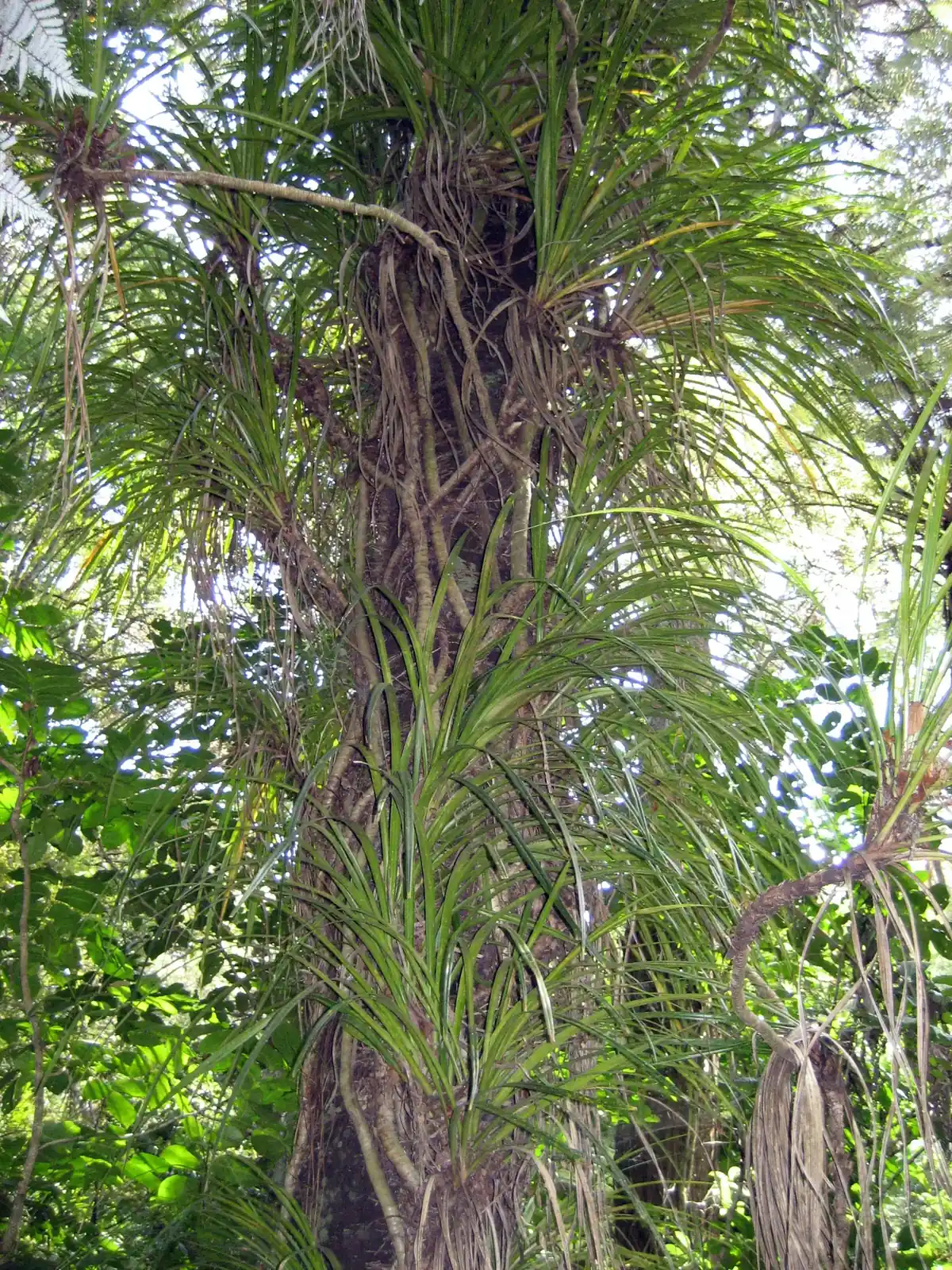 Kiekie (Freycinetia banksii)