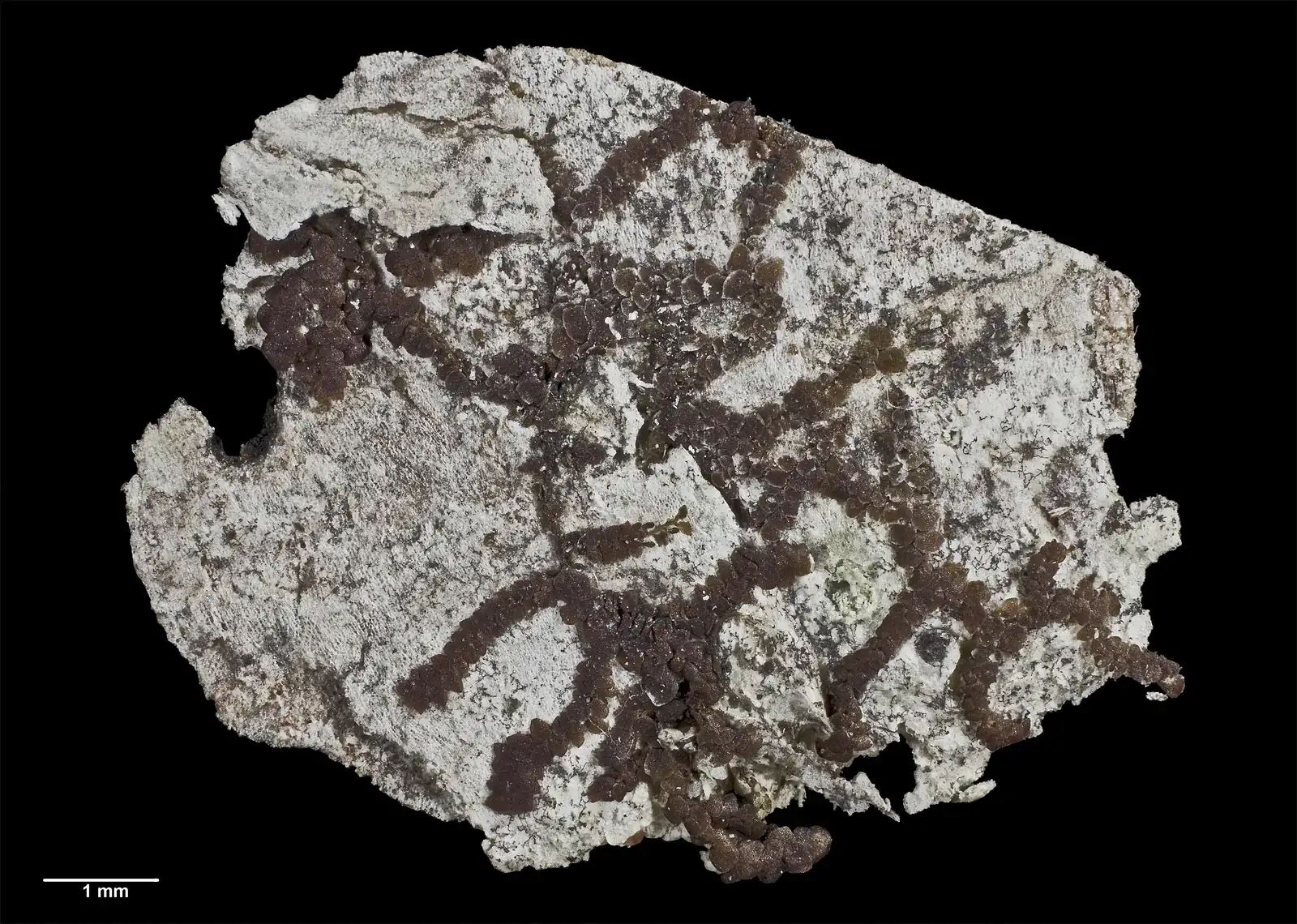 Frullania Wairua Native Plant (Frullania wairua)