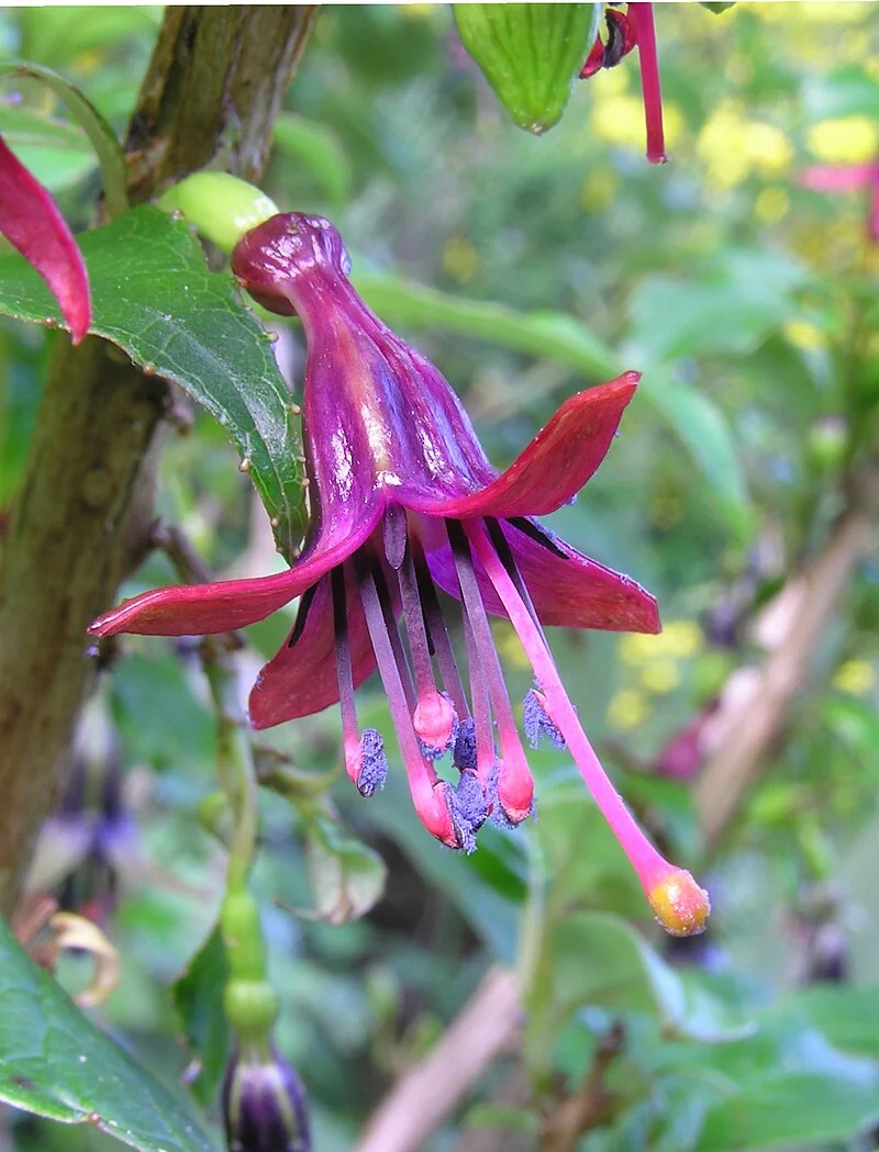 Tree Fuchsia (Fuchsia excorticata) hero image