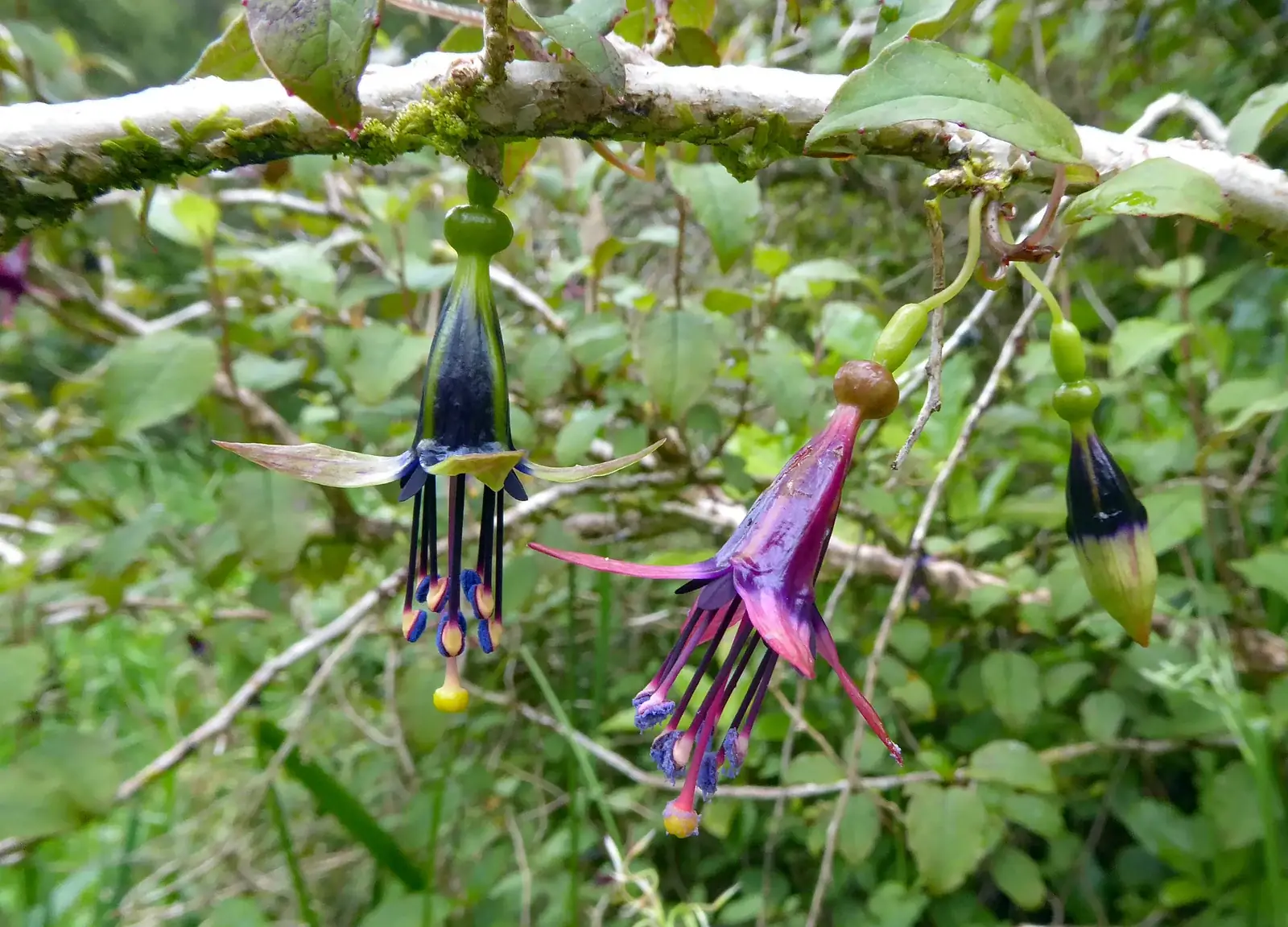 Fuchsia Perscandens Native Plant (Fuchsia perscandens)