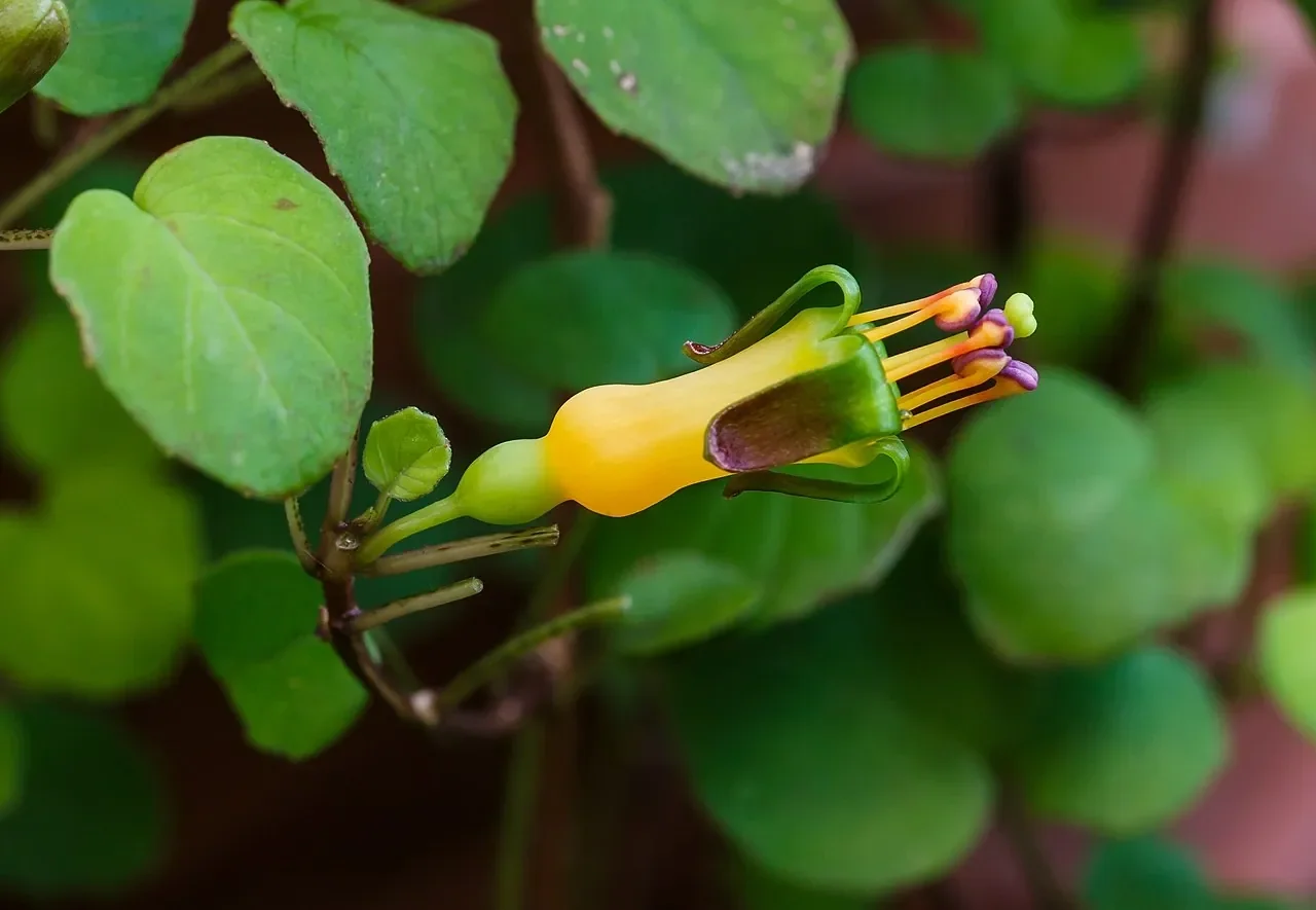 Fuchsia procumbens (Creeping Fuchsia)