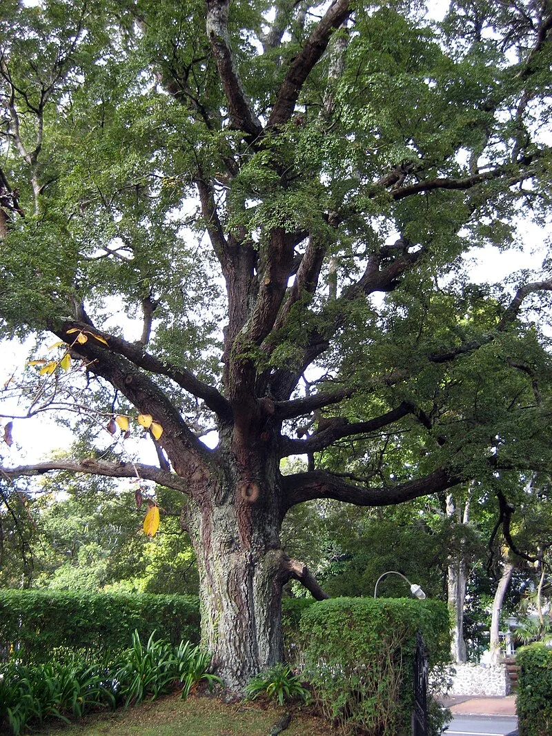 Black Beech (Fuscospora solandri) showing its characteristic dark, sooty trunk and small leaves