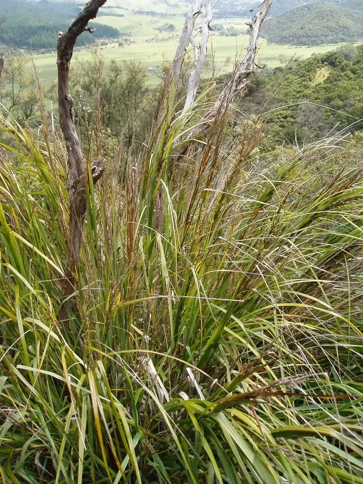 Gahnia Lacera Native Plant (Gahnia lacera)