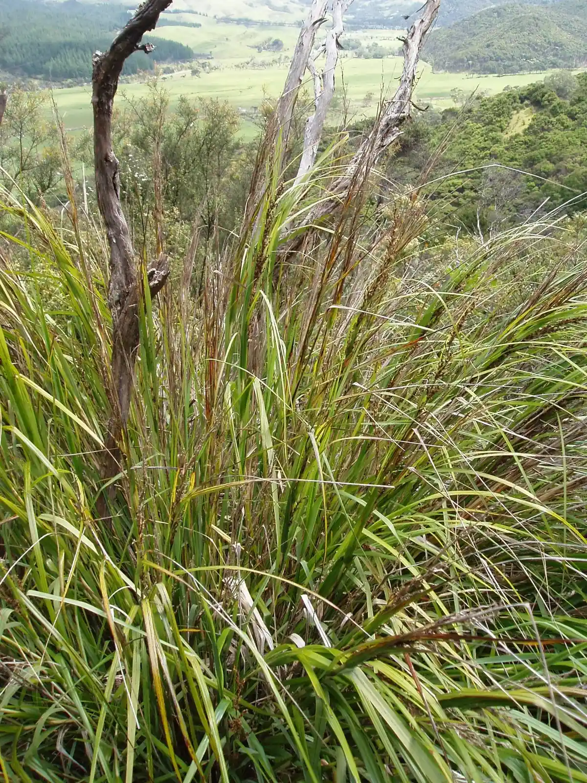 Gahnia Lacera Native Plant (Gahnia lacera)