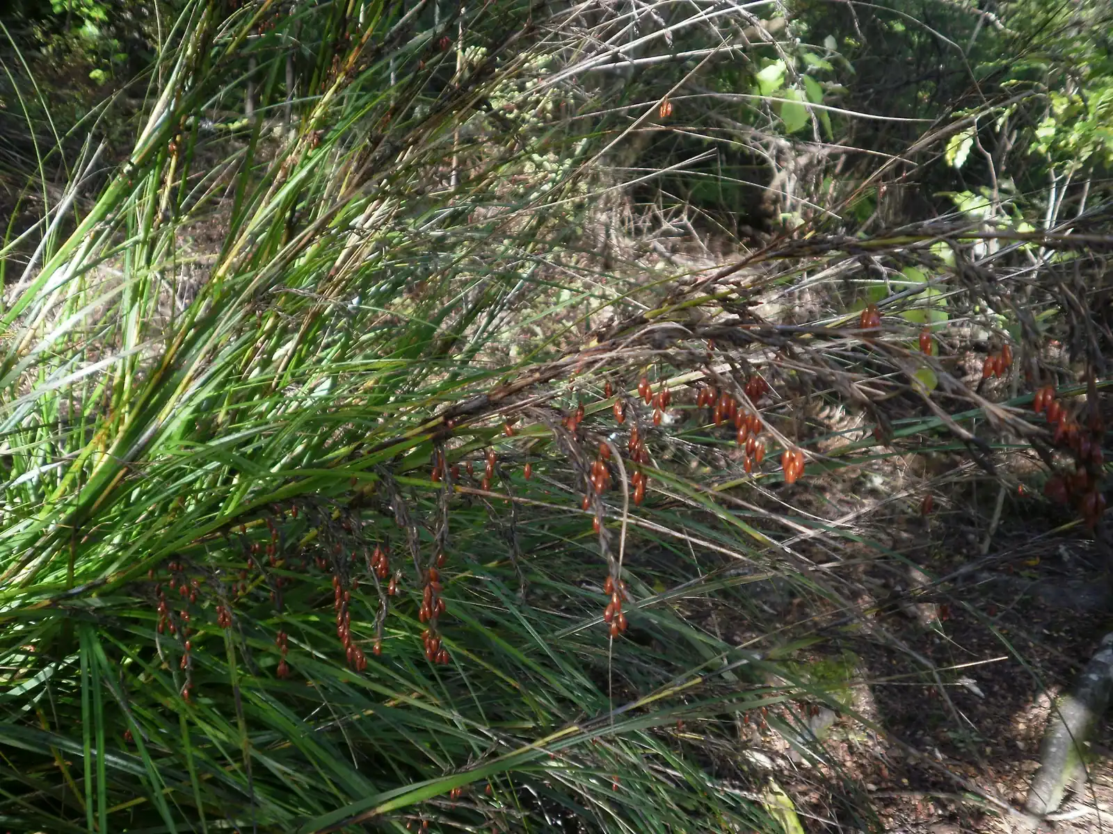 Gahnia Pauciflora Native Plant (Gahnia pauciflora)