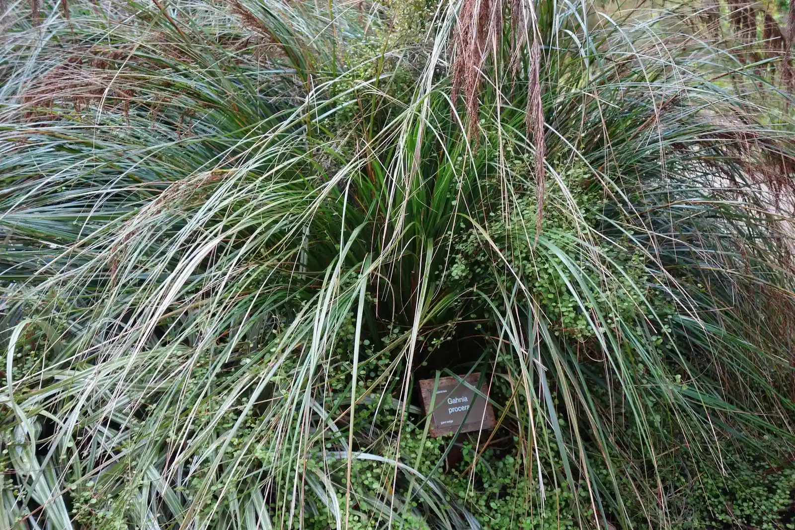 Gahnia Procera Native Plant (Gahnia procera)
