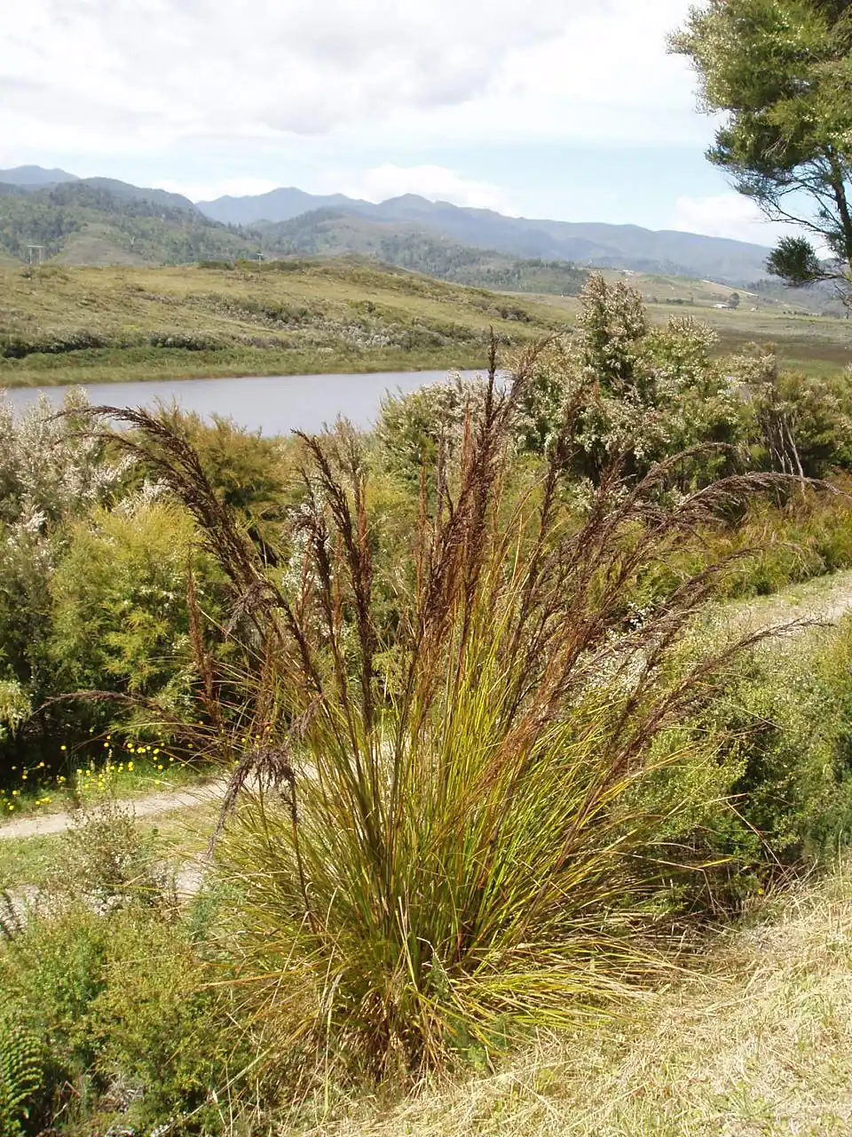 Gahnia Rigida Native Plant (Gahnia rigida)