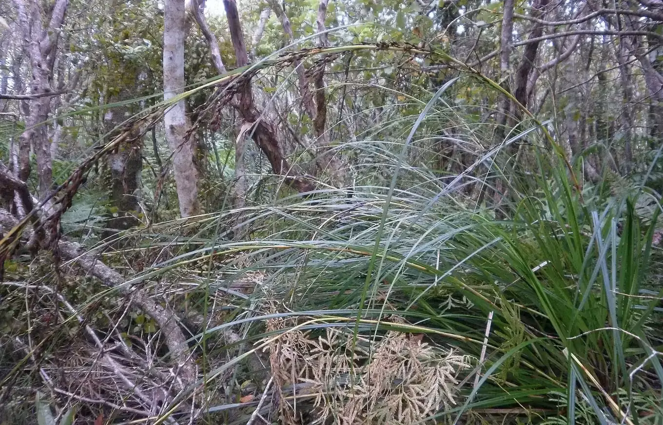 Māpere (Gahnia setifolia)